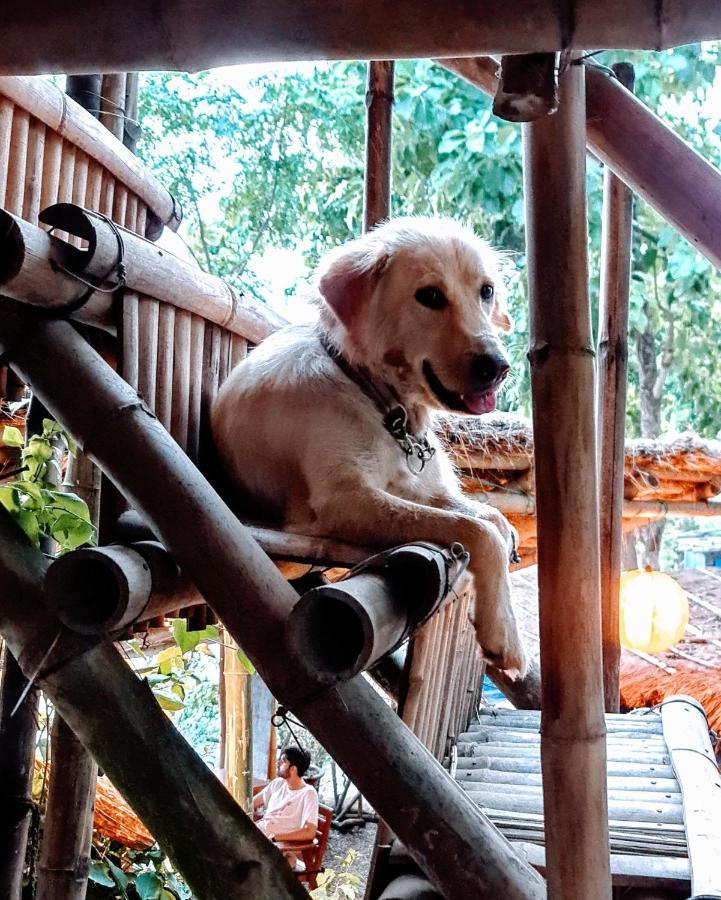 Happy Lemon Tree Lodge Sauraha Εξωτερικό φωτογραφία