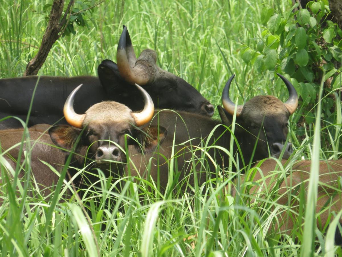 Happy Lemon Tree Lodge Sauraha Εξωτερικό φωτογραφία